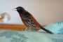 Birdie