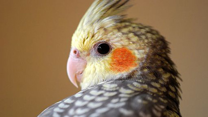 cockatiel pearl cockatiels birds bird pet pets psittacosis tiel parrot male female why small great many lafeber know petland characteristics