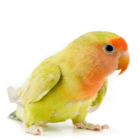 Lovebird Species Chart