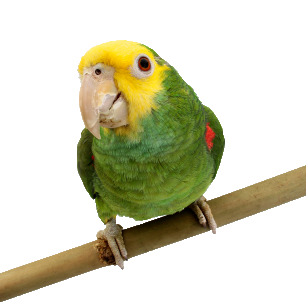 Bird Pet