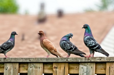 Les pigeons et les tourterelles appartiennent à l’ordre des Columbiformes et à la famille des Columbidae