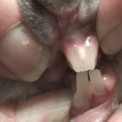  Close up rabbit incisors