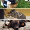 3 images: guinea pig, rabbit, guinea pigs with Pit Bull