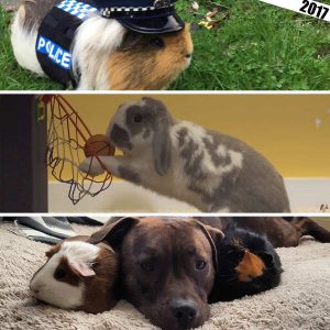 3 images: guinea pig, rabbit, guinea pigs with Pit Bull