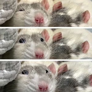 a collage of three photos shows a rat's eyes change size as it boggles