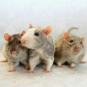 three rats posed on fabric