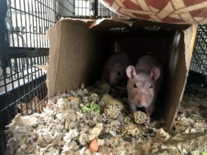 Critter camp rat rescue 2