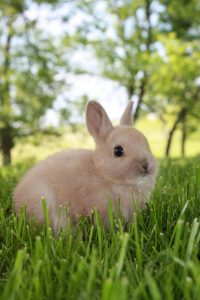 Netherland Dwarf rabbit sitting on grass