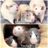 two photos combine to show two groups of rats