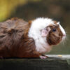 Abyssinian guinea pig side view standing