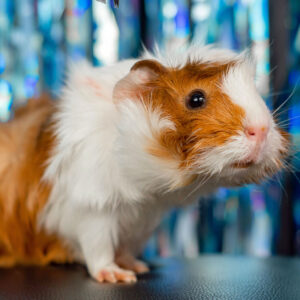 white and orange Abyssinian guinea pig posed on table 