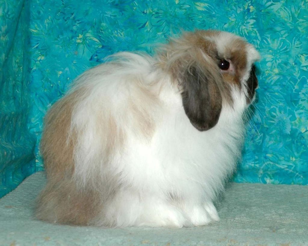 American Fuzzy Lop rabbit