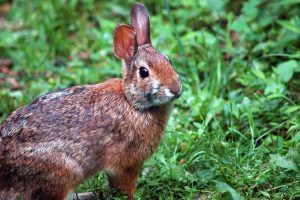 Appalachian cottontail rabbit, Sylvilagus obscurus