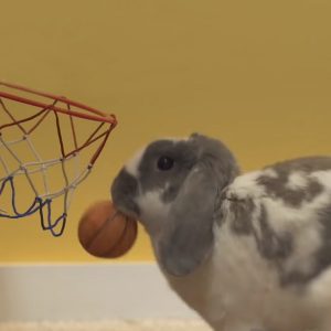 rabbit slam dunking basketball