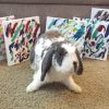 rabbit sitting in front of paintings