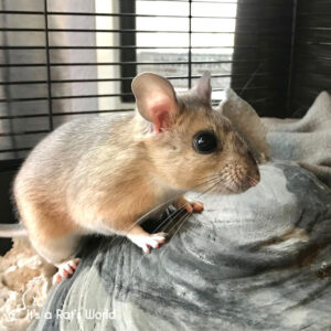packrat Brisby side shot while standing in cage