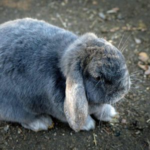 外の土を掘る垂れ耳ウサギ