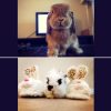 photos of two bunnies