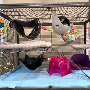 Rat on sale cage set