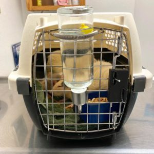 plastic carrier with rats inside atop a vet exam table