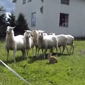 rabbit herding sheep