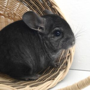 chinchilla sitting in wicker-type basket