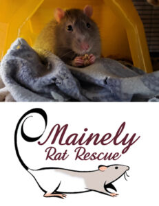 rat in hideaway eating a Rascally Rat Nutri-Berrie