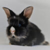 dark rabbit lying on floor