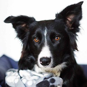 border collie face with toy