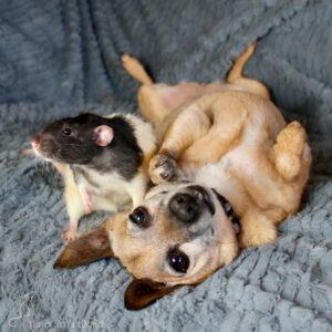 Pet Rats Sharing A Home With Other Pets – Lafeber Co. – Small Mammals