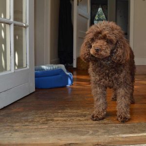 poodle standing in doorway