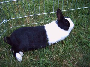 Dutch rabbit lying on grass