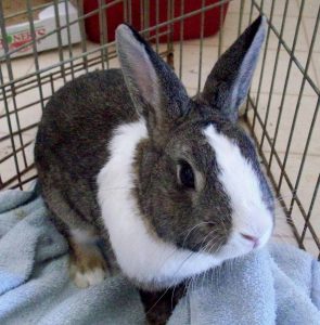 Dutch Rabbit Breed Info Lafeber Co Small Mammals