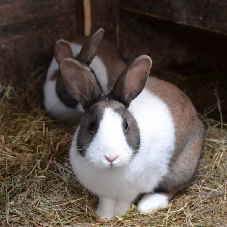 All About Rabbit Breeds β Lafeber Co. β Small Mammals