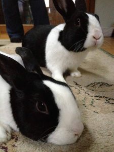 two Dutch rabbits