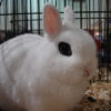 white dwarf hotot rabbit in show cage