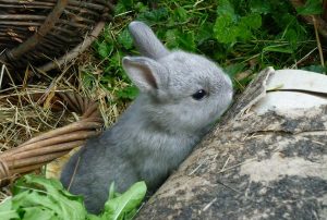 Netherland Dwarf rabbit exploring outdoors