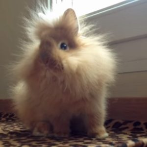 dwarf rabbits lionhead