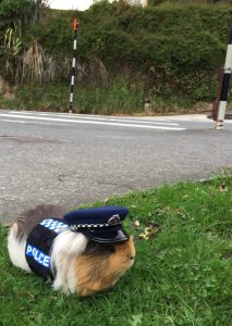 guinea pig in constable uniform