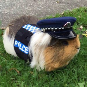 guinea pig in police uniform