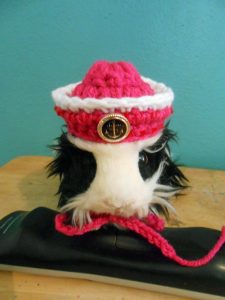 guinea pig with sailor hat