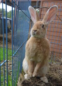 Flemish Giant rabbit standing upright