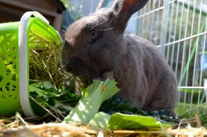 Flemish Giant rabbit eating