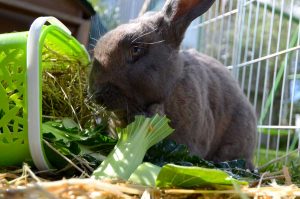 Flemish Giant Rabbit Breed Lafeber Co Small Mammals Flemish Giant Rabbit Breed Lafeber Co Small Mammals