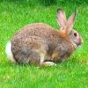 two Flemish Giant rabbits sitting on grass outside