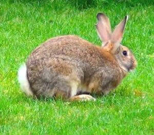 grey flemish giant rabbit