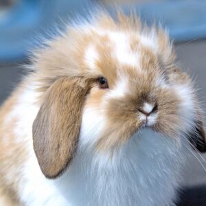 Flemish Lop rabbit sitting outside