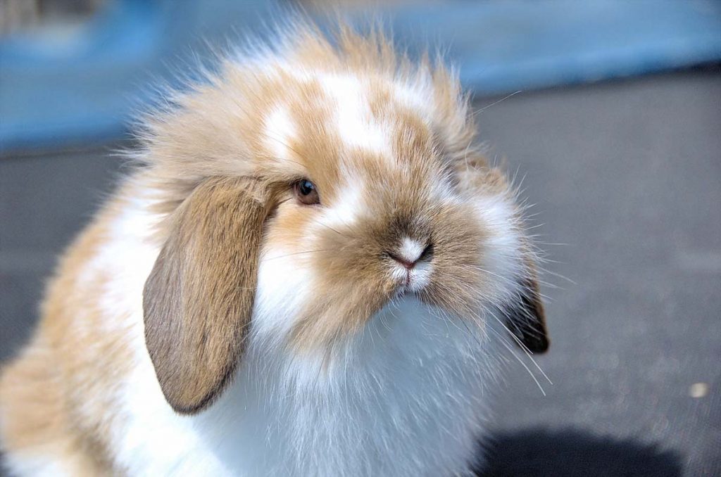 Flemish lop rabbit portrait