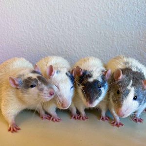 four rats posed