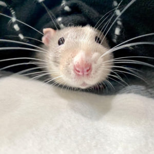 rat peeking out from under blanket